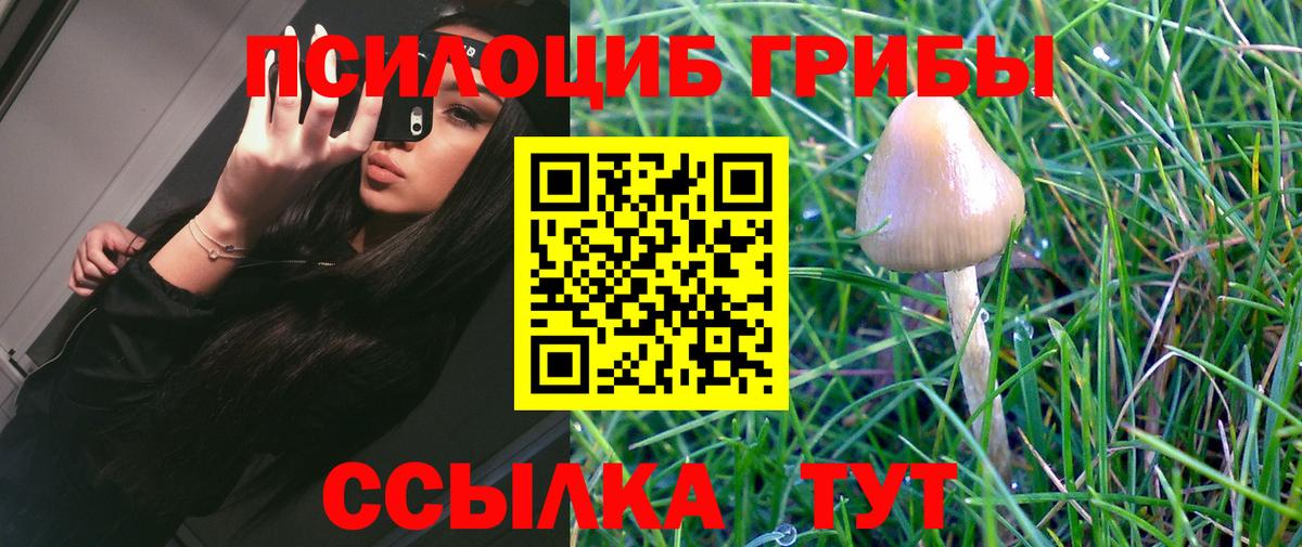 Выборг  Галлюциногенные грибы Psilocybine cubensis  Вход с VPN 