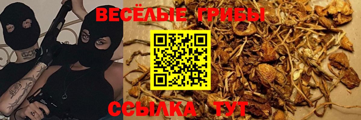 Галлюциногенные грибы Psilocybe Выборг